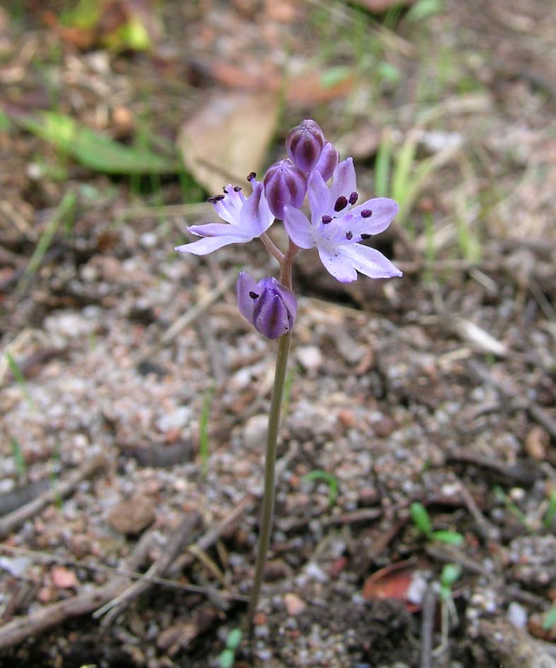 Prospero autumnale e Brimeura fastigiata